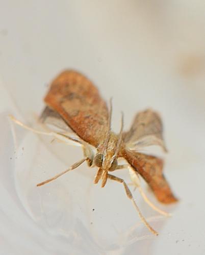 Udea ferrugalis